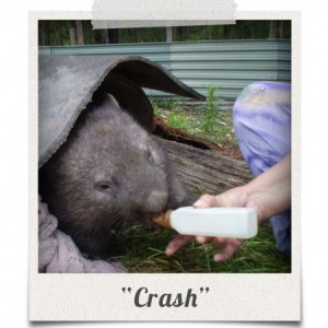 polaroid_crash